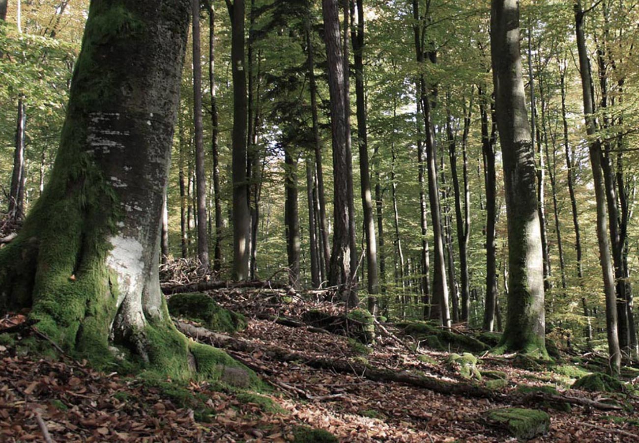 Holz aus Spessart und Steigerwald
