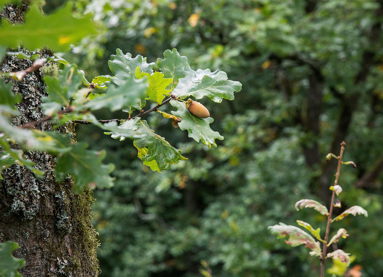 Steigerwald Eiche in nachhaltiger Forstwirtschaft